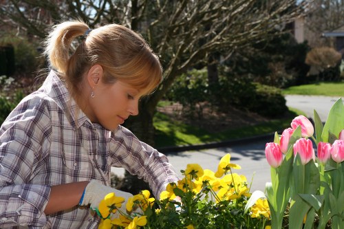 Close-up of hands planting a shrub representing Brockley garden maintenance